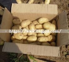 Fresh New Crop Potato Supplied by Qualified Supplier