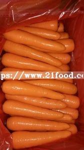 Fresh Carrot New Crop Carrot of Shandong Province