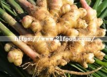 China Air Dried Ginger Wholesale Price Manufacturer Wholesale Ginger Export