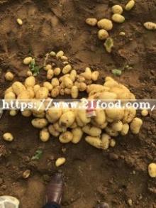 2016 New Crop Holland Potato Hot Sale for Pakistan