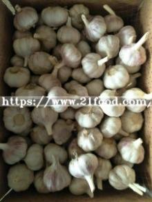 Ajo Fresco in Box