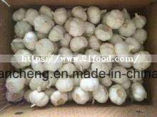Garlic in Bags 10kg 20kg