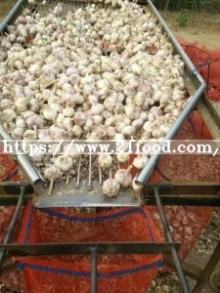 Global  Gap  Certifed  Garlic  Global  Gap   Garlic 
