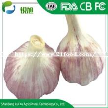 Selling The Best Quality Cost-Effective Products Garlic