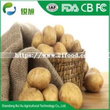 Chinese Organic and Healthy Feature Fresh Vegetable Holland Potatoes with Top Grade