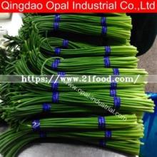 Fresh New Crop Garlic Shoot and Garlic Sprout Export to Worldwide