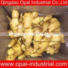 Excellent Quality Low Price Varieties of Ginger with China Best Supplier