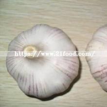 Wholesale Pure Normal White Fresh Red Purple Garlic
