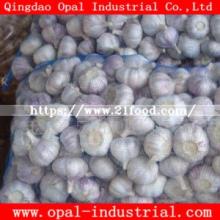 2018 Shandong New Crop Fresh Normal Pure White Garlic