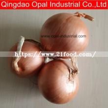 China Fresh  Yellow   Onion   Price 
