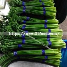 Supply and Sell Garlic Sprout and Garlic Shoot