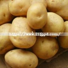 Chinese New Crop Fresh Potato