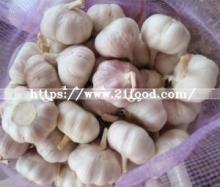 Fresh Red Garlic
