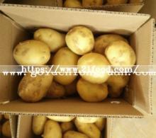 Fresh New Crop Potato at Competitive Price