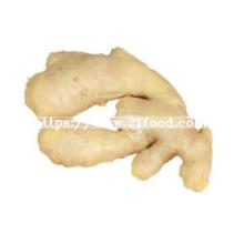 Competitive Price Fresh Fat Ginger with Super Quality
