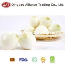 Peeled White Onion 2019 New Crop