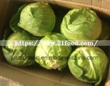 Fresh Chinese White Green Cabbage