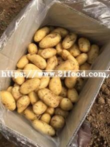 2016 New Crop Holland Potato