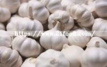 Fresh Normal White and Pure White  Garlic   From   China 