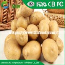 Export Quality 100% Natural Fresh Cheap Potato