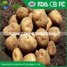 Chines New Harvest Fresh Potato