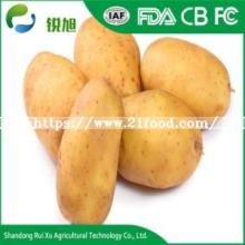 New Crop Harvest 2018 Fresh Potato with High Quality