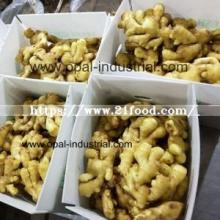  Ginger   Exporter s in  China 