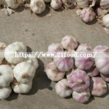 Offer Chinese Red/Normal White/Pure White Wholesale Fresh Garlic