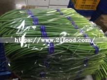 Length Natural Proportion Fresh Garlic Bolt Garlic Shoot Garlic Stem