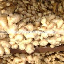 Best Quality China Yellow Fresh Vegetable Fresh Ginger Dry Dried Ginger