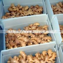 Wholesale Chinese Yellow Fresh Vegetable Fresh Ginger Dried Ginger