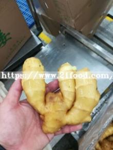 Ginger Price of Chinese Yellow Fresh Vegetable Fresh Ginger Dry Dried Ginger