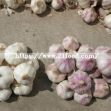 Best Chinese Red/Normal White/Pure White Wholesale Fresh Garlic