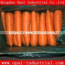 Good Quality New Crop Chinese Vegetable Red Orange Yellow Fresh Carrot