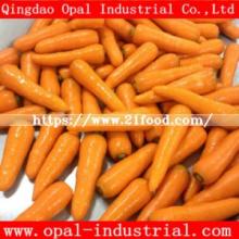 Low Price Fujian Fresh Carrot New Crop Orange Red Yellow Carrot