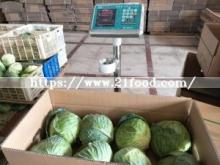 Export Standard Good Quality Chinese Carton Fresh Long Green White Cabbage