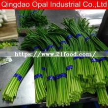High Quality Young Garlic Shoot in Bulk by Experienced Factory