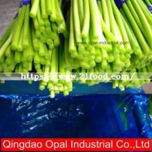 Garlic Shoot  Export  to  Australia  Market