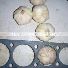 2018 Chinese Normal Pure White Red Purple Fresh Garlic