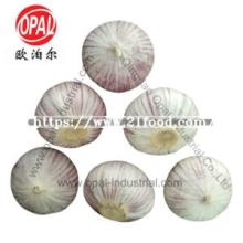 3.0cm 3.5cm 4.0cm 4.5cm Chinese Solo Single Fresh Purple Garlic