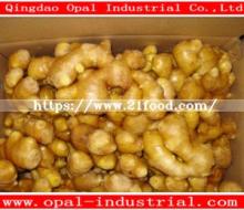 Wholesale High Quality China Fresh Ginger