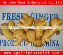 China Supplier New Crop Fresh Ginger