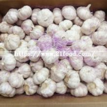 Chinese Normal Pure White Red Purple Fresh Garlic