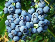  Blueberry   Juice  Concentrate 65%brix