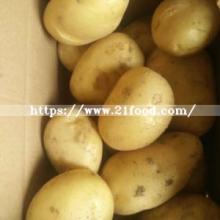 Exporting Standard Quality Fresh  Holland  Potato