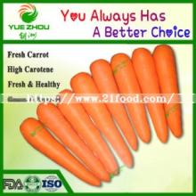 Fresh Carrot S M L 2L 3L New Carrot From China with Price