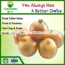 Large Quantity of Fresh Onion New Crop Big Yellow Onion From Shandong China