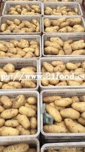 Price of Fresh Potato for Chips Making