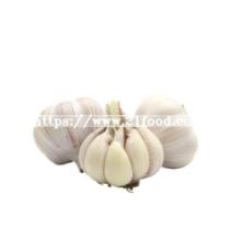 Factory Direct China Good Farmer Garlic