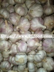 Fresh Normal White Garlic of China
